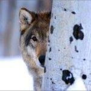 Meet your Posher, Debbi